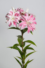 A branch of unusual pink flowers of terry lily isolated on a gray background.
