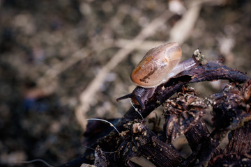 Small snail in shell crawling on dry branches.
