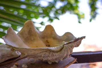 Fototapeta premium Large ocean shells are placed on a wooden plate with a blurred background.