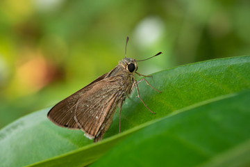 Ocola Skipper is our smallest butterfly, with dark brown wings, no markings in the Hesperiidae....