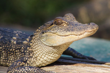 closeup of an alligator