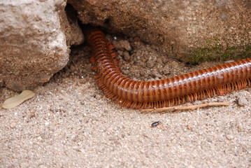 Millipede awesome into the cement recess.