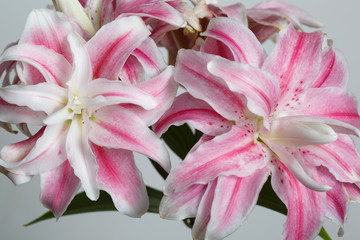 A branch of unusual pink flowers of terry lily isolated on a gray background. - obrazy, fototapety, plakaty