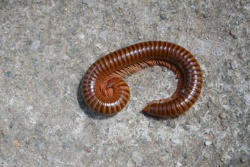 Millipede is protecting itself.