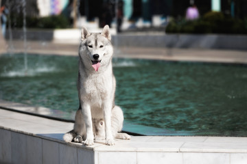 Obraz premium A young Siberian husky male dog is sitting on marble floor near a huge big pool with fountain and looks forward. A dog has grey and white fur and brown eyes. He looks happy.