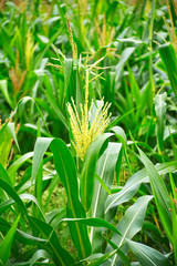 Millet in the agriculture field