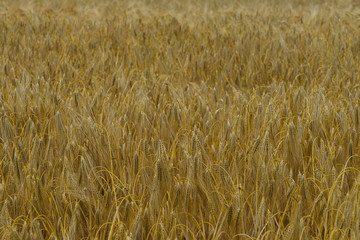 Colorful autumn nature outdoor scene