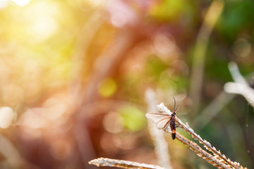 Small insect expand the wings relaxing on the grass with a beautiful natural background.