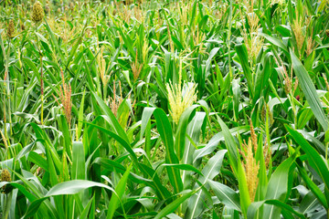 Millet in the agriculture field
