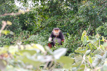 Red-shanked Douc- Langur on Son Tra peninsula in Da Nang City, Vietnam