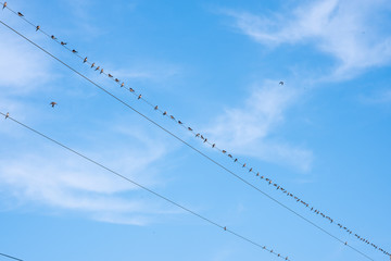 Many Bird come togher power lines over clear sky, Birds on a wire cable.