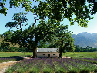 Farm cottage and lavender field