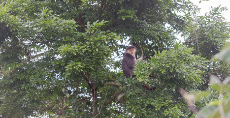 Red-shanked Douc- Langur on Son Tra peninsula in Da Nang City, Vietnam