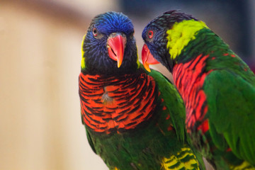 rainbow lorikeet on a branch