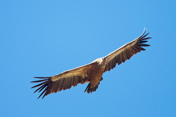 Fototapeta premium Griffon Vulture, (Gyps fulvus), soaring overhead, Extremadura, Spain.