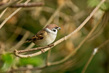Tree Sparrow, (Passer montanus), Ouse Washes RSPB Reserve, Cambridgeshire, England, UK.