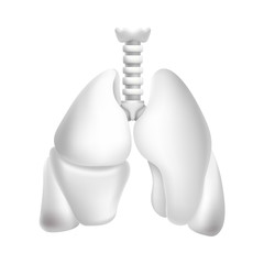 Human lungs. Illustration isolated on white background. Graphic concept for your design