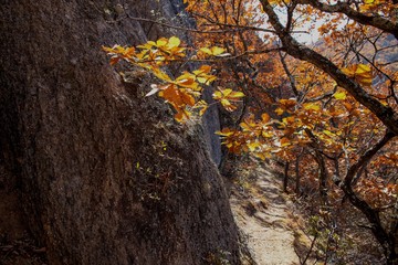 autumn leaves on tree