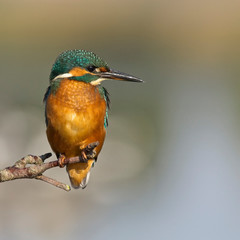 Common Kingfisher, (Alcedo atthis), male perched, Snettisham RSPB Reserve, Norfolk, England, UK.