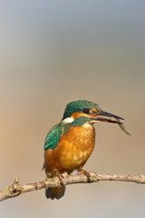 Common Kingfisher, (Alcedo atthis), male perched with a fish, Snettisham RSPB Reserve, Norfolk, England, UK.