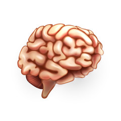 Human Brain. Illustration isolated on white background. Graphic concept for your design