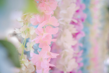 Sweet flowers pastel and soft floral card ,image blur background, soft focus.
