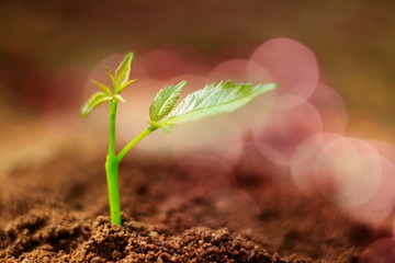 Small trees are growing on the ground with beautiful bokeh lighting.