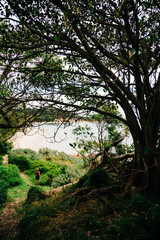 A woman looks out to the ocean covered by a tree