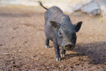 Fototapeta premium Cute black baby-pig