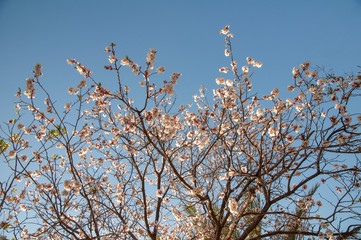 Beautiful apricot tree