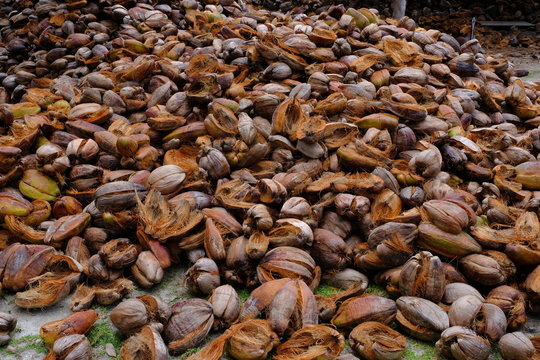 Coconut husks discarded after opening