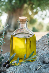 Bottle of olive oil under the olive tree. Blurred nature background.