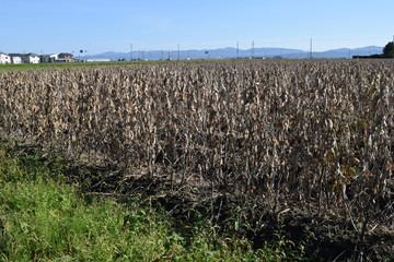 収穫前のダイズ畑