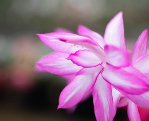 bromeliad  flower nature  background