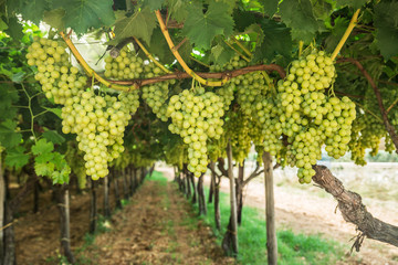 Large ripe clusters of white table grapes on the vine.