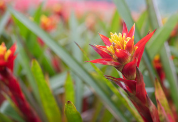 bromeliad  flower nature  background