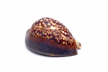 Shells / Sea shells : Cowrie shell , Isolated on white background.