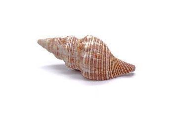 Sea shell , isolated on white background