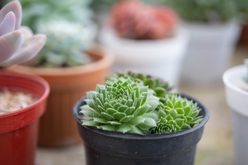 succulent plant  in garden
