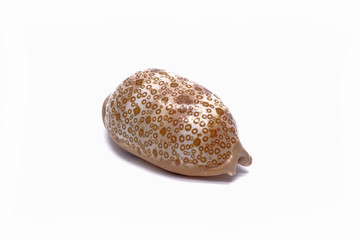 Sea shell / Cowrie shells : Eyed cowrie (Cryprae argus) , isolated on white background