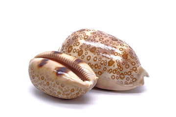 Sea shell / Cowrie shells : Eyed cowrie (Cryprae argus) , isolated on white background