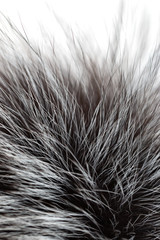 Fototapeta premium black and gray fur on a white background