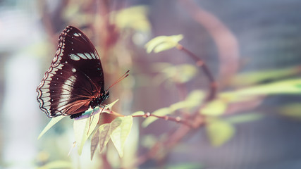 Beautiful brown butterfly jurtina maniola sitting on the grass. Copy space Close-up