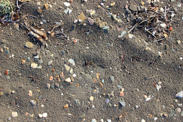 Wet beach sand pebbles stones algae traces surface