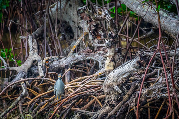 A Yellow-Crowned Night Heron in Sanibel Island, Florida