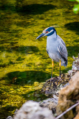 A Yellow-Crowned Night Heron in Sanibel Island, Florida