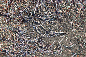 Wet beach sand pebbles stones algae traces surface