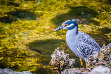 A Yellow-Crowned Night Heron in Sanibel Island, Florida