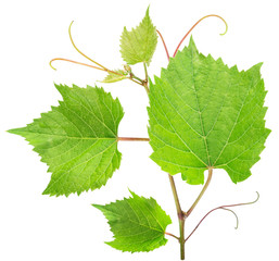 Green vine leaves or  grape leaves on white background. Clipping path.