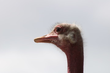 Fototapeta premium Vogel Strauß